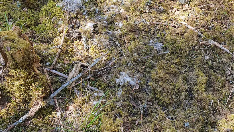 Skogsmark täckt av mossa, gräs och små kvistar - med vita pälstussar från ett djur som ligger ovanpå. Solljus sipprar genom träden och skapar ljus- och skuggmönster på marken. Några torra löv ligger utspridda bland mossan och gräset. En delvis synlig trädstubbe täckt av mossa syns upptill i bilden. Foto.