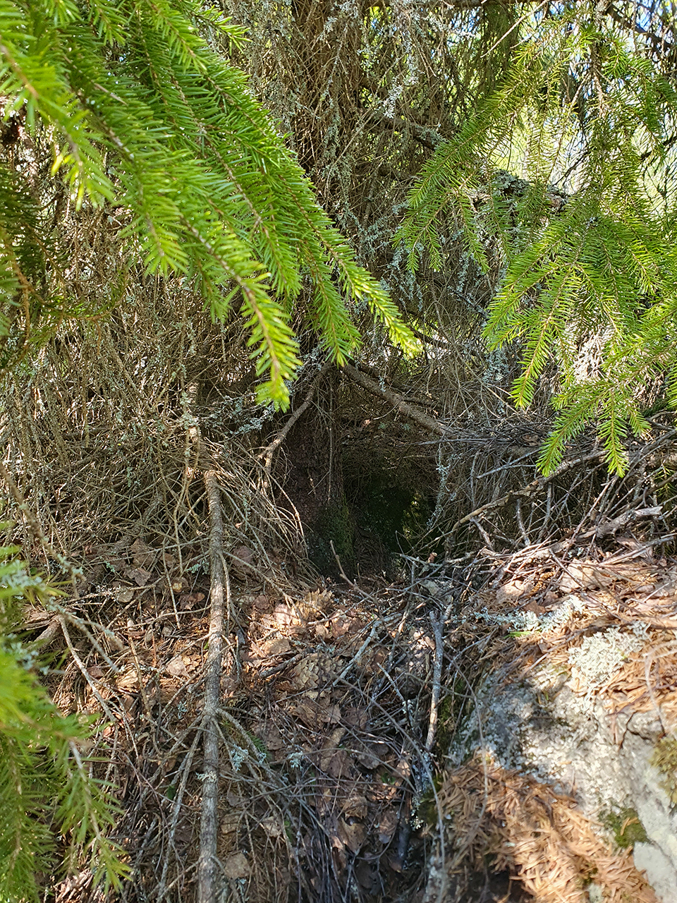 Ett litet, mörkt hål eller gryt vid foten av ett träd, omgivet av grenar och gröna tallbarr. Marken är täckt av torra löv, kvistar och lite mossa. Solljus silas ner genom lövverket ovanför. Foto.