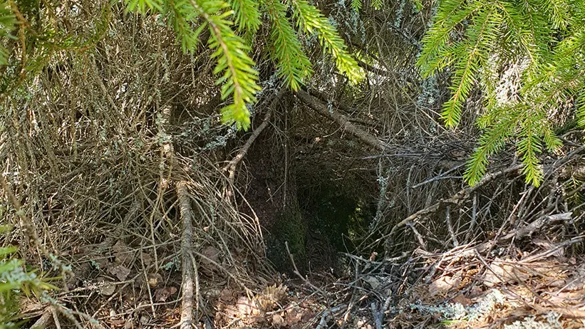 Ett litet, mörkt hål eller gryt vid foten av ett träd, omgivet av grenar och gröna tallbarr. Marken är täckt av torra löv, kvistar och lite mossa. Solljus silas ner genom lövverket ovanför. Foto.
