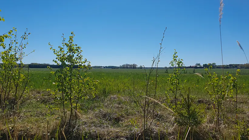 Vidsträckt grönt fält/åker med unga träd och gräs i förgrunden. Himlen är klar och blå, vilket tyder på en solig dag. I fjärran syns fler träd och eventuellt några byggnader eller strukturer svagt vid horisonten. Foto.