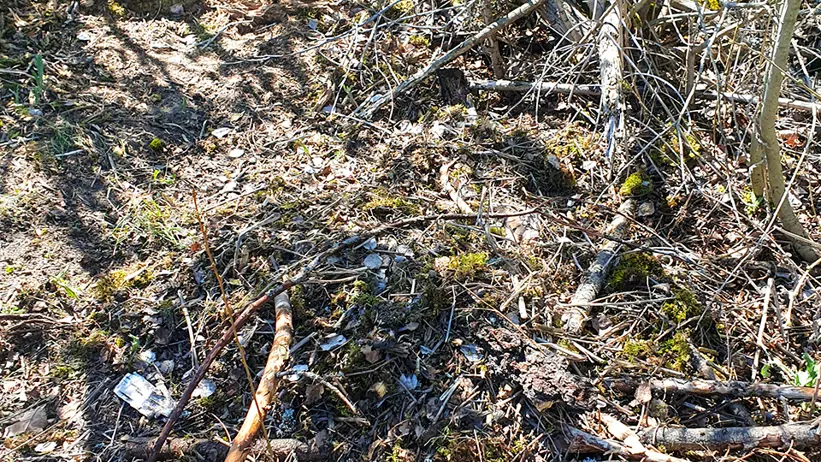 Skogsmark med torra grenar, kvistar och gles vegetation. Flera bladlösa buskar och små träd med tunna grenar syns. Marken är täckt av torra löv, mossa och lite utspritt skräp. Solljus silas genom grenarna och kastar skuggor på marken. Foto.