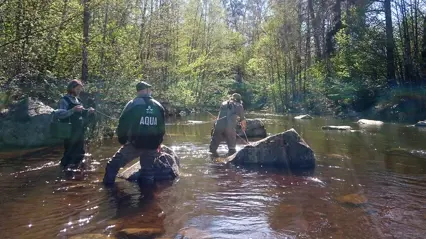 Three people wading in a stream
