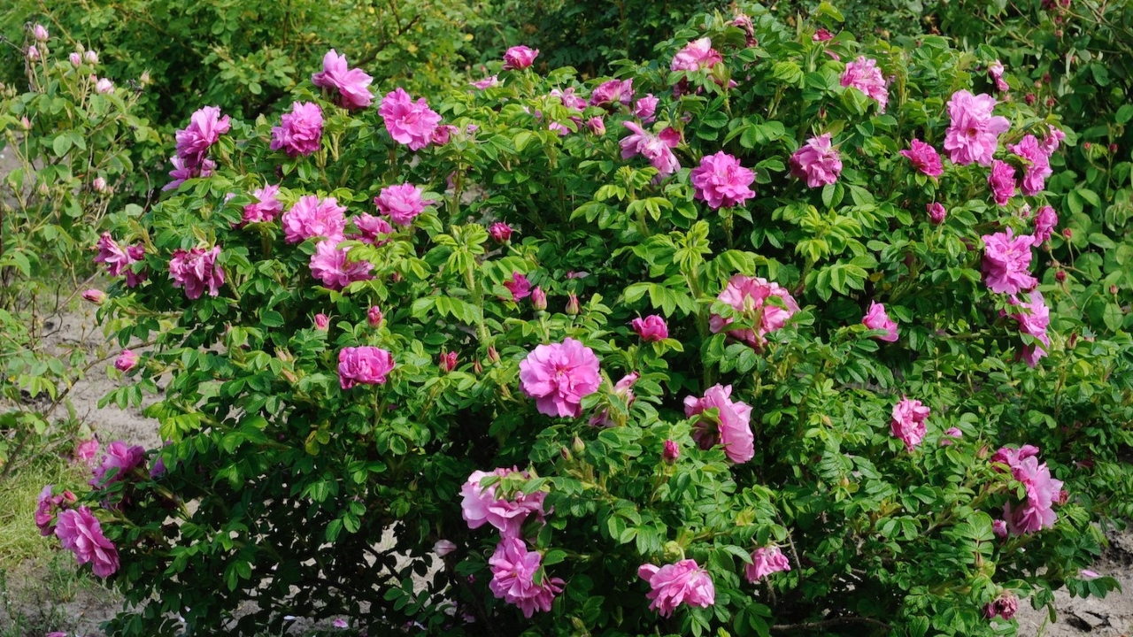 Foto av Grönt kulturarv®s rugosa-rosen 'Gryts Bruk'. Fotot visar en mellanstor buske med stora, dubbla och något lösa mörkrosa blommor. Imellan ses det tät gröna bladverket med naggade kanter, samt en och annan rosenknopp. Runt omkring finns andra rosenbuskar.
