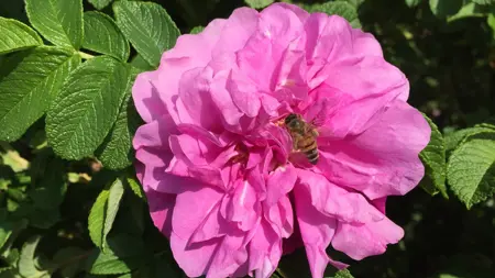 Närbild av Grönt kulturarv®s rugosa-rosen 'Gryts Bruk'. Fotot visar en stor, dubbel och något lös mörkrosa blomma. I mitten av blomman sitter ett bi. Runt blomman syns gröna, mjuka blad.
