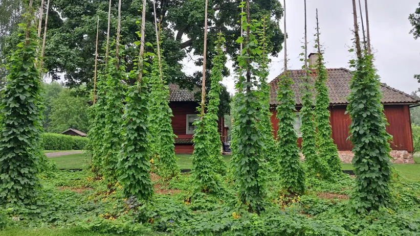 Humle slingrar sig runt humlestänger. I bakgrunden syns ett äldre rött trähus.