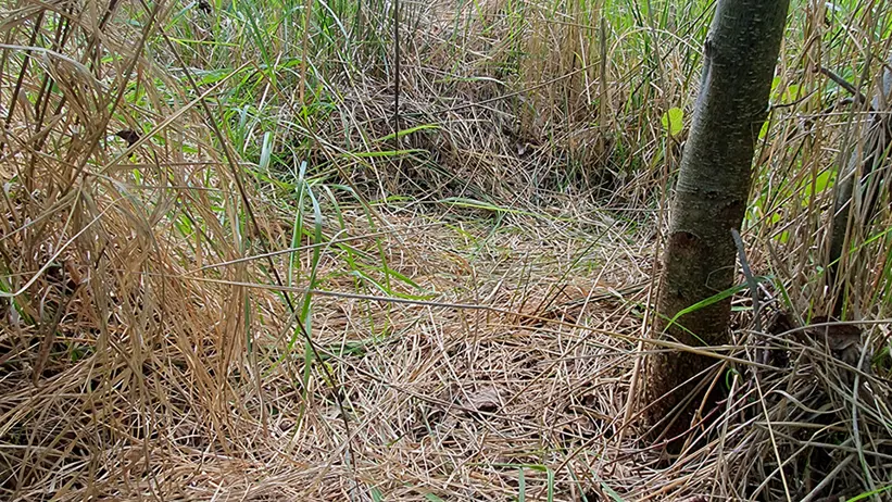 Närbild av en skogsmark täckt av torrt gräs och löv, omgiven av hög grön växtlighet och en liten trädstam till höger. I bakgrunden syns tätare vegetation och träd under en klarblå himmel. Foto.