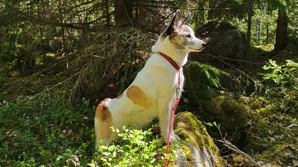 En hund med vit och brun päls står på en mossbeklädd sten i en skog. Hunden bär en röd sele och koppel och tittar uppmärksamt i fjärran. I bakgrunden syns täta träd och grönskande växtlighet som skapar en fridfull naturmiljö. Foto.