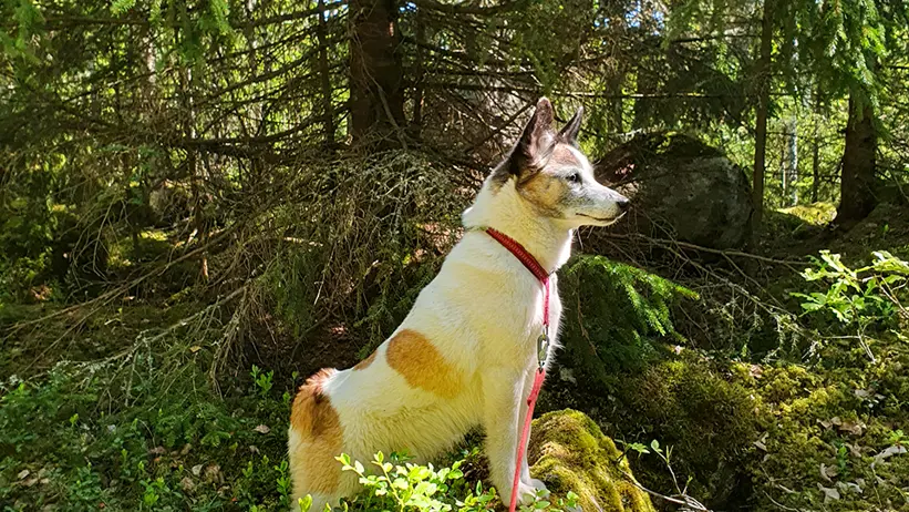 En hund med vit och brun päls står på en mossbeklädd sten i en skog. Hunden bär en röd sele och koppel och tittar uppmärksamt åt höger. I bakgrunden syns tät grön växtlighet och träd med solljus som silas genom löven. Foto.