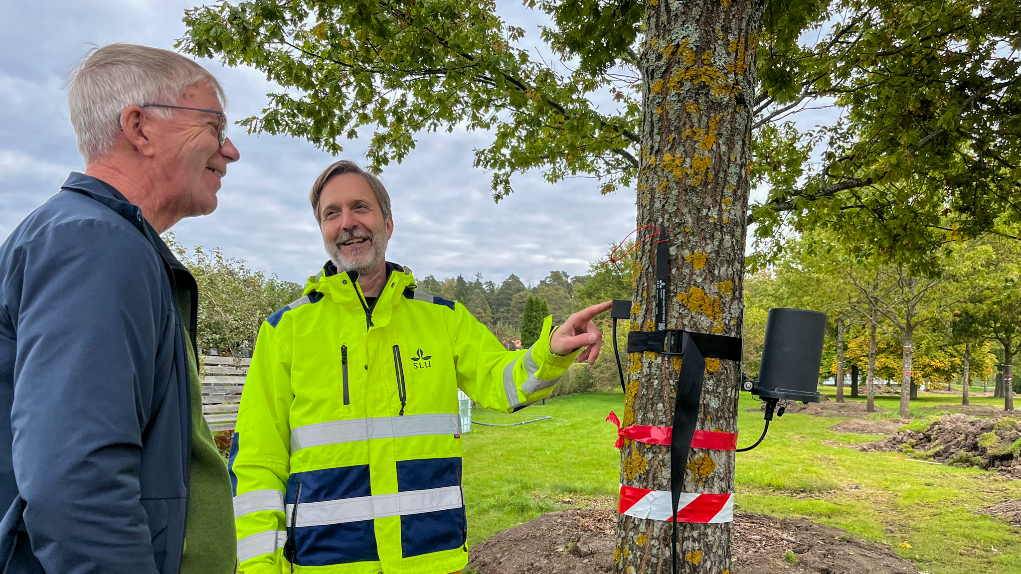 Två personer bredvid ett träd. En av dem pekar på ett mätinstrument fastspänt runt stammen.