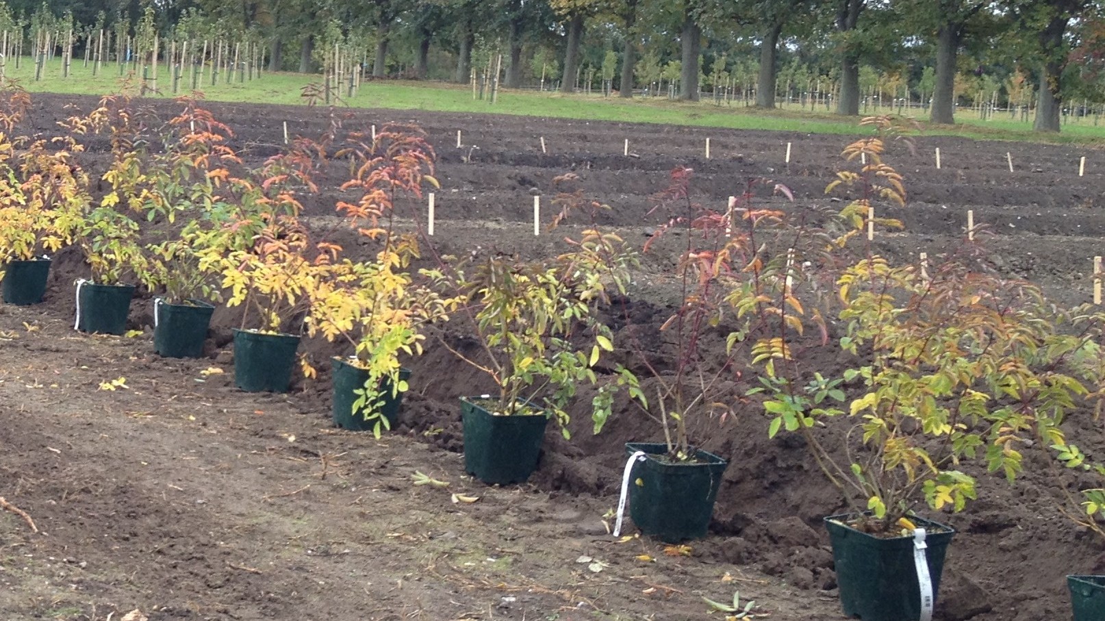 Odlingsbäddarna i genbanken är nyanlagda och en roshäck väntar på att planteras. 