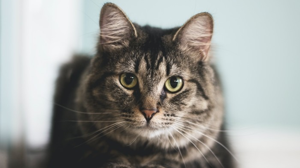 Liggande katt