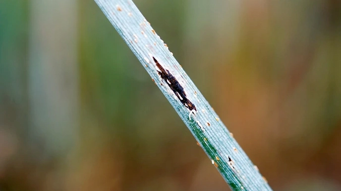 Grass with brown areas. Photo.