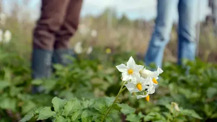 En potatisblomma med två personer i bakgrunden. Foto.