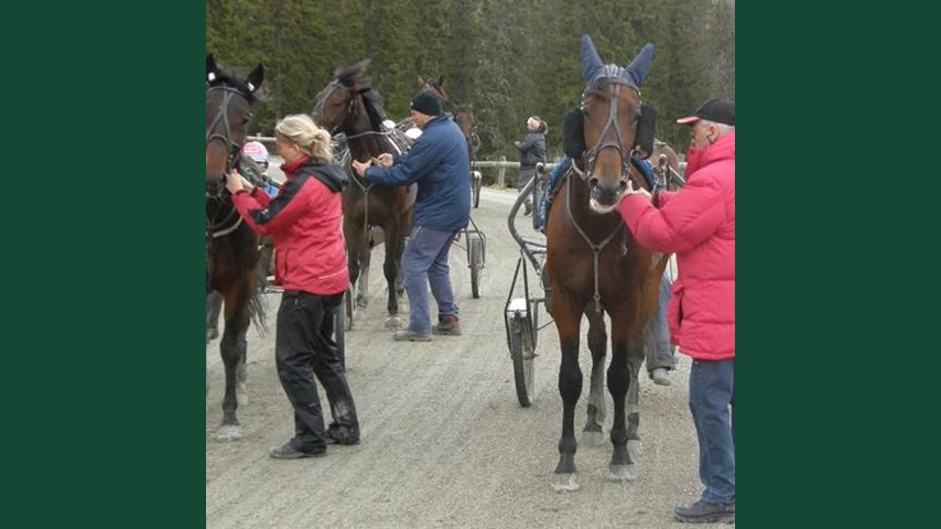 Foto av ett gäng travhästar som hålls av medhjälpare ute på travbana.