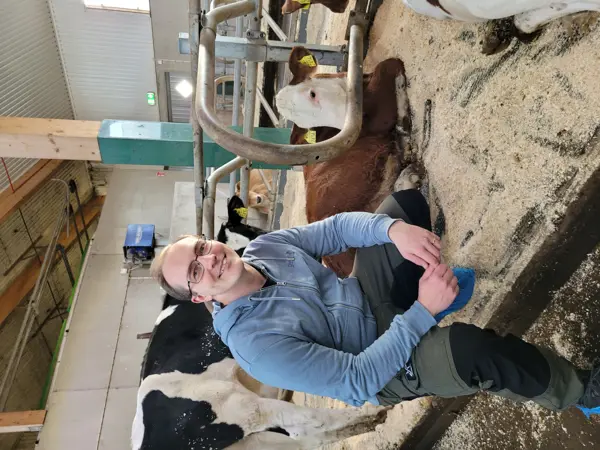 Foto av en man som sitter inomhus i stall bland kor.