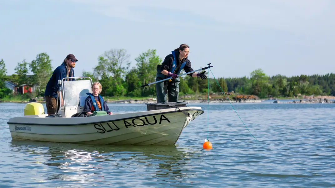 Three people on board a small boat labeled 'SLU AQUA' are taking samples on the water. One of them leans over the railing and lowers a measuring device attached to a line. The other two observe and handle the equipment. Behind them, a lush coastline with trees and some red houses is visible.