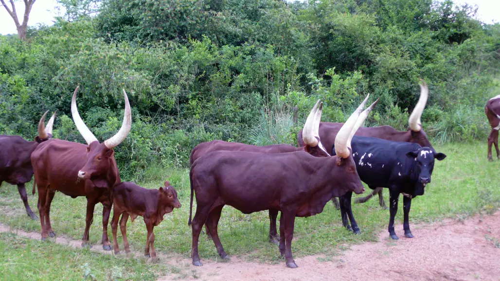 Foto på ankole-kor