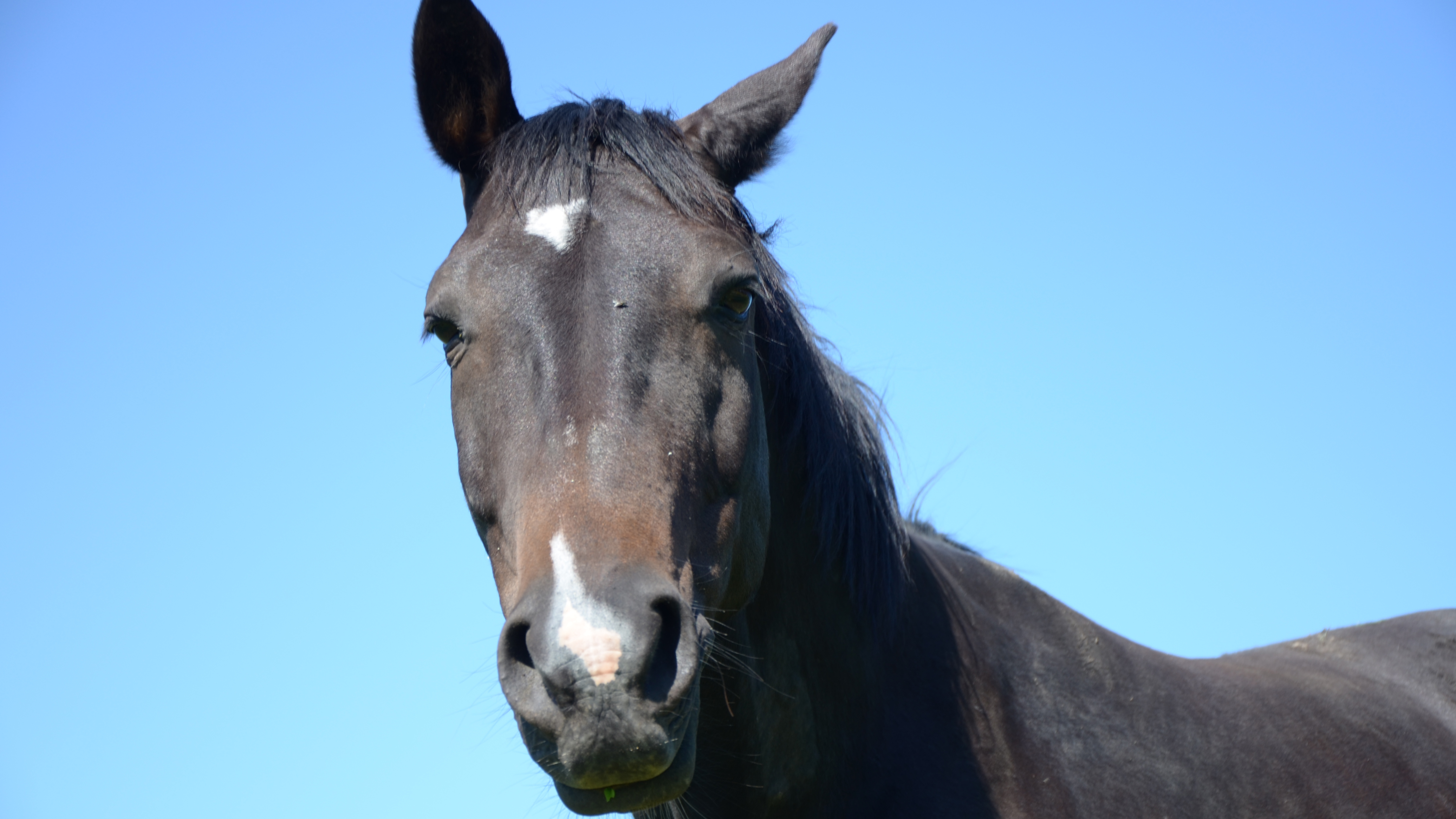 En mörkbrun häst med vita detaljer mot en blå himmel. Foto.