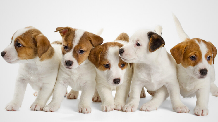 Fem hundvalpar som står bredvid varandra på rad. Valparna har vit päls med bruna fläckar. Valparna står framför en vit bakgrund. 