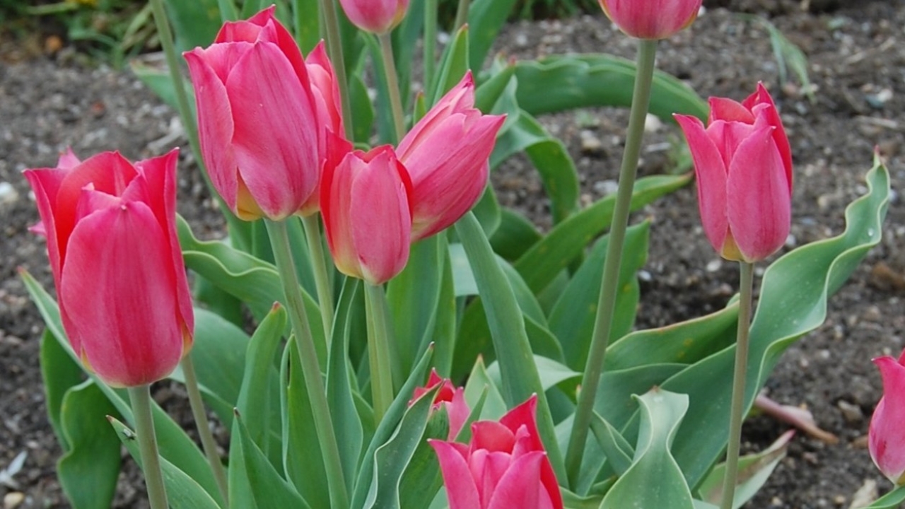 Fotot visar flera exemplar av Grönt kulturarv®s-tulpanen 'Skäret' med spetsiga blomblad på långa stjälkar omslutna av grönt bladverk. Blomman i sig är mörkt rosa med gul botten. Tulpanerna står i en dubbelrad med öppen jord omkring.