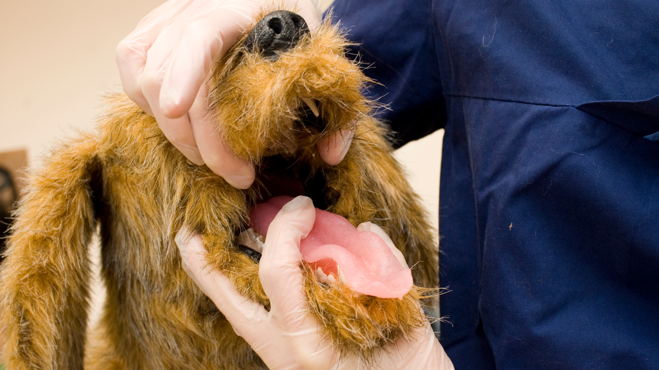 En person i djursjukhuskläder undersöker munnen på en brun hund.