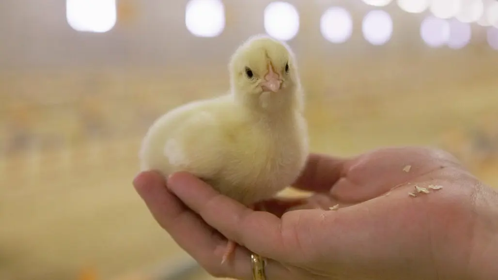En liten gul kyckling sitter i handen på en människa i ett kycklingstall.