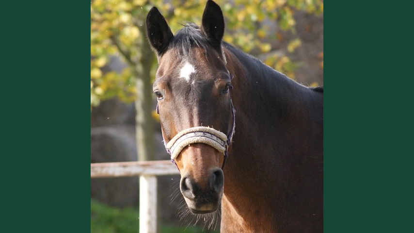Foto av en brun häst med grimma ståendes utomhus i hage under hösten.