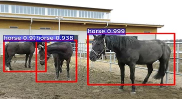 Photo of horses standing outdoors in a paddock in autumn, with measurements drawn on the image.