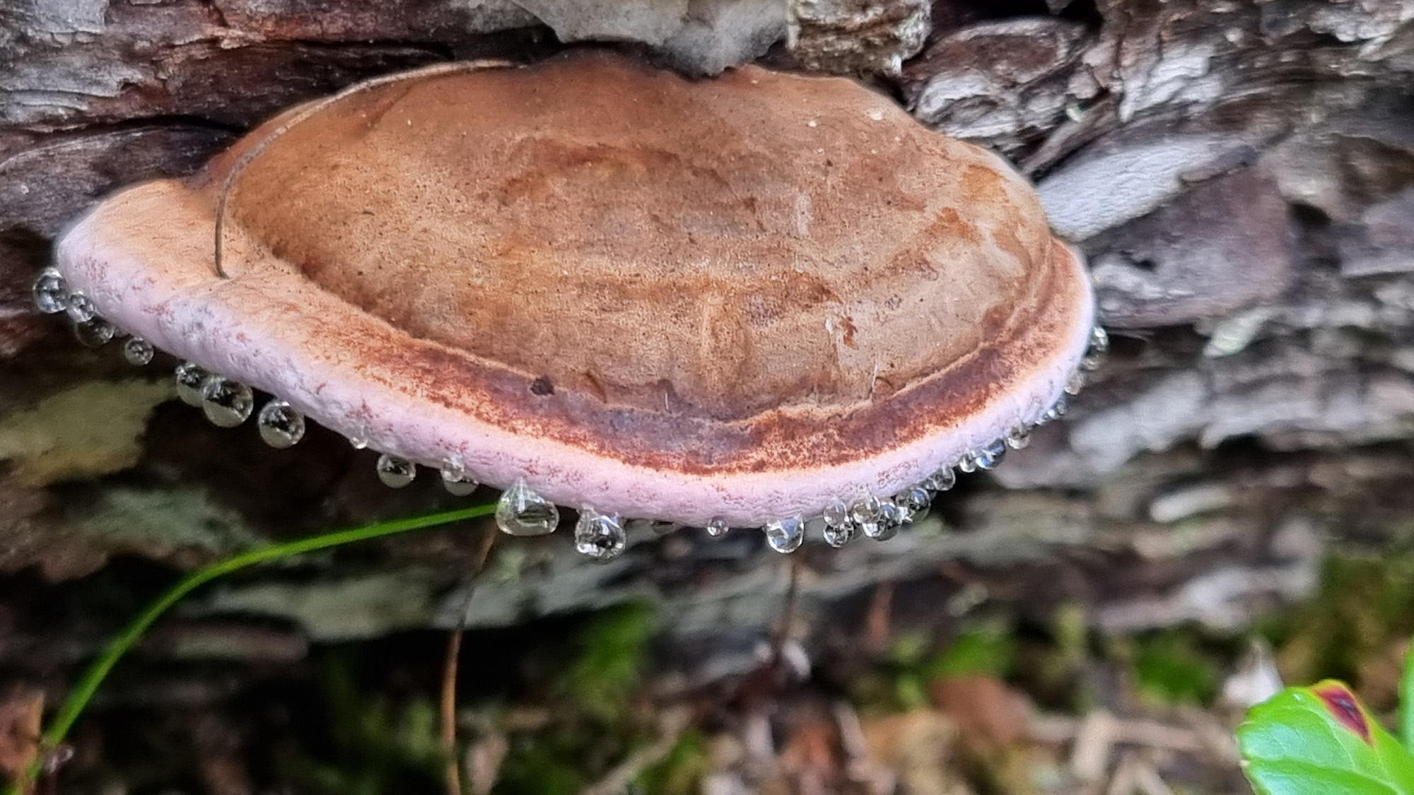 Pink bracket fungus with water droplets. 