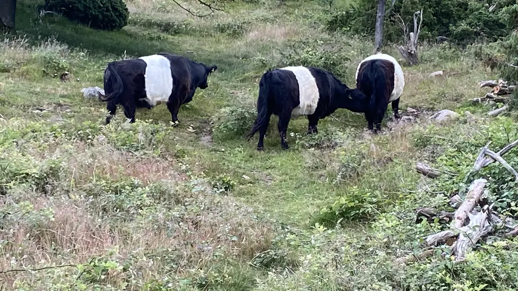 Tre svart-vita kor på naturbete.