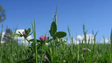 Närbild på rödklöver och timotej i förgrunden med knallblå himmel i bakgrunden. Foto.