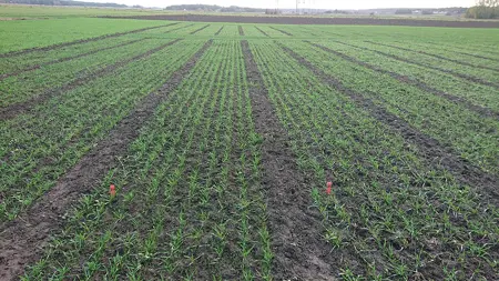 Höstanläggning av vall, rader av växansde grödor.