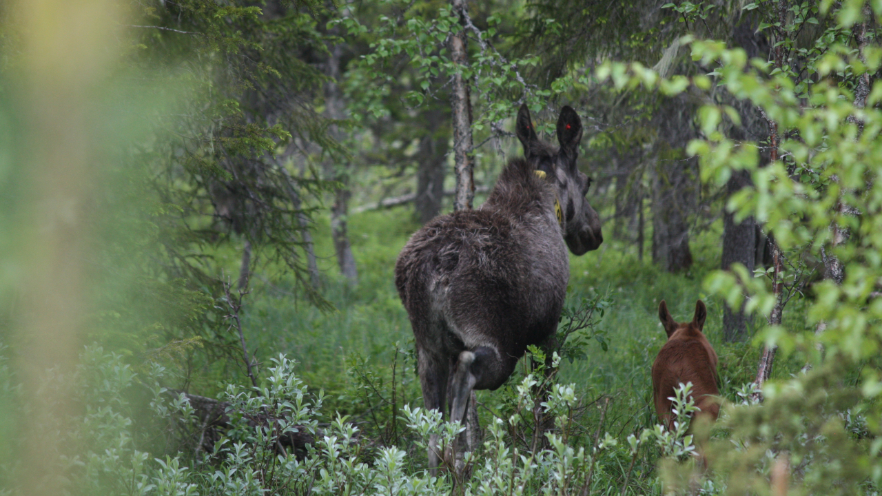 A female moose with her calf is running through a lush forest. 