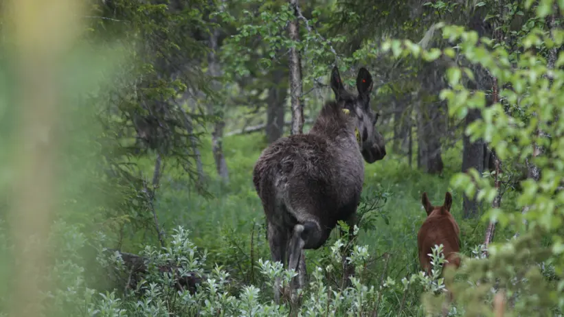 A female moose with her calf is running through a lush forest.