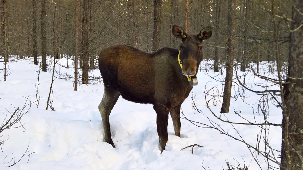 First Moose The Great Moose Migration: SLU research offers unique insight into the ...