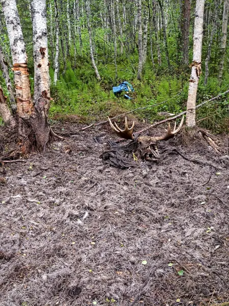 A forest clearing with brown, earthy ground, surrounded by birch trees with white bark. A moose skull with antlers lies on the ground.