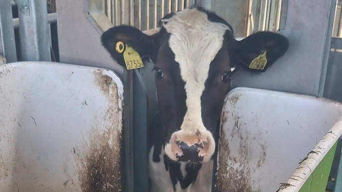 En stut som står vid ett fodertråg i stallet. Foto.