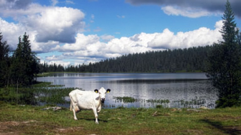 En vit fjällko vid en sjö. 