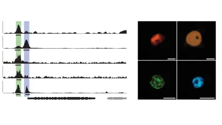 ChIP-seq & FRET-FLIM