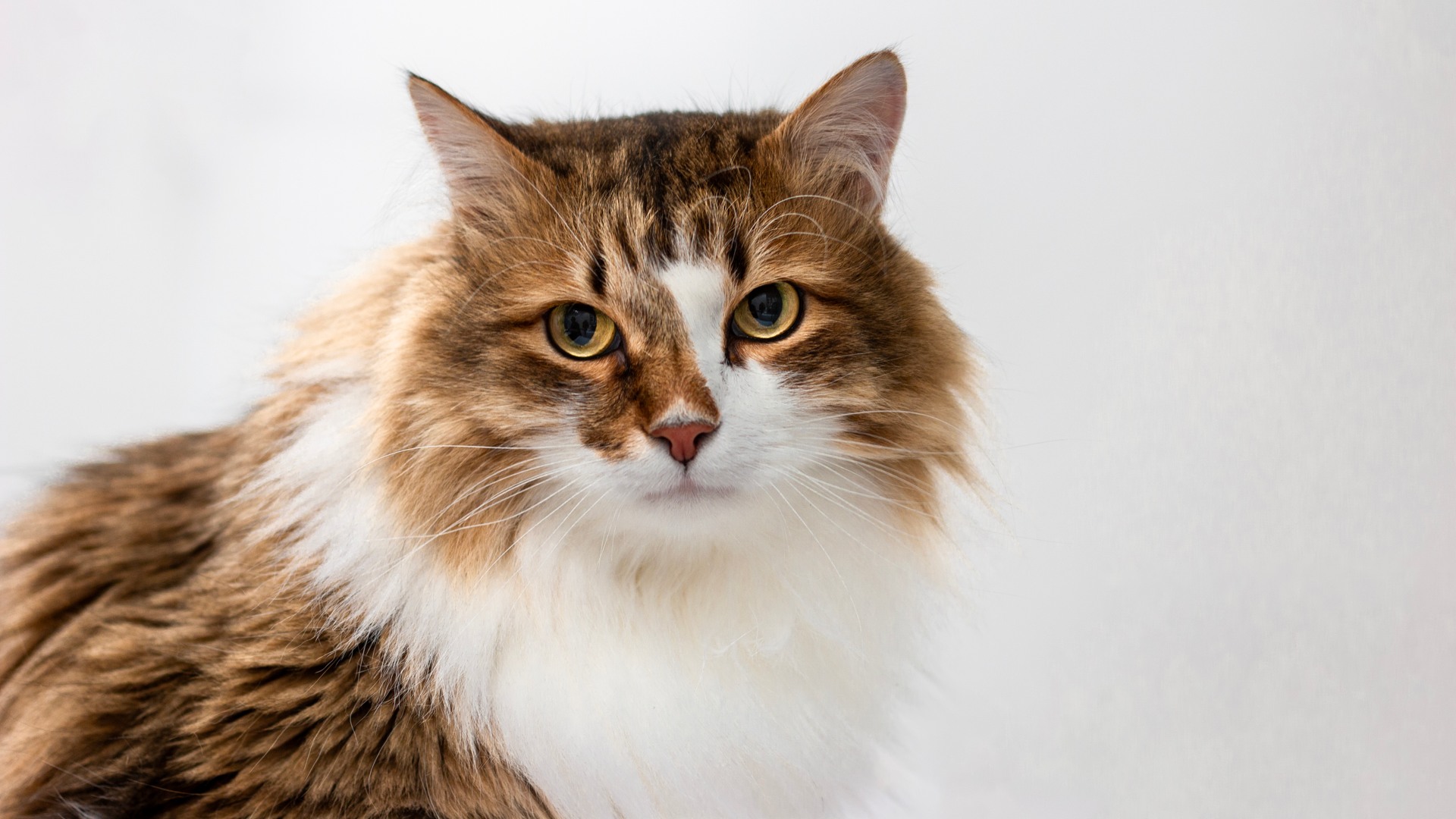 Sibirisk katt hos veterinären på universitetsdjursjukhuset UDS, vid SLU