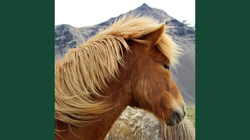 Foto av en fuxfärgad islandshäst utomhus mot ett kargt landskap.