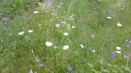 Meadow with flowers
