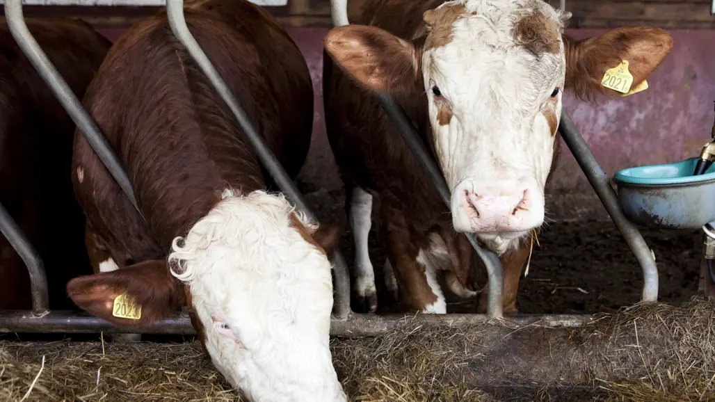 kor-äter-hösilage-tillsammans-inomhus