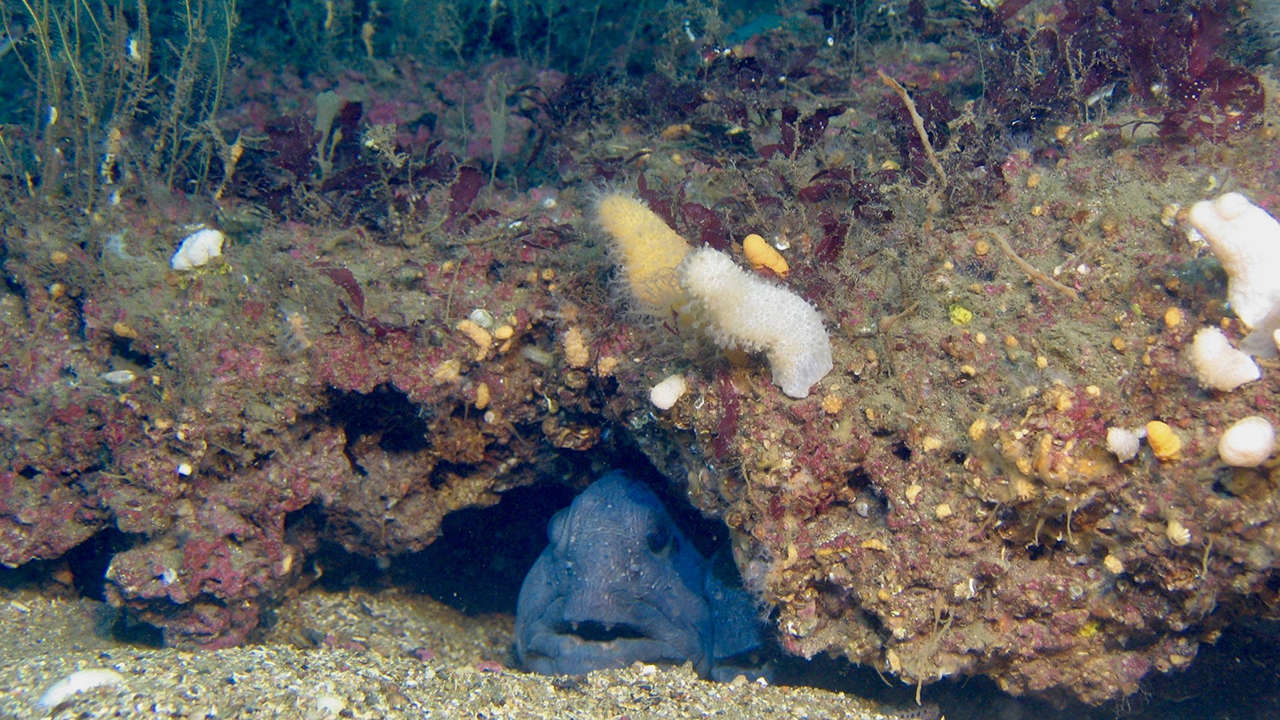 Blå fisk under en stenformation. Foto