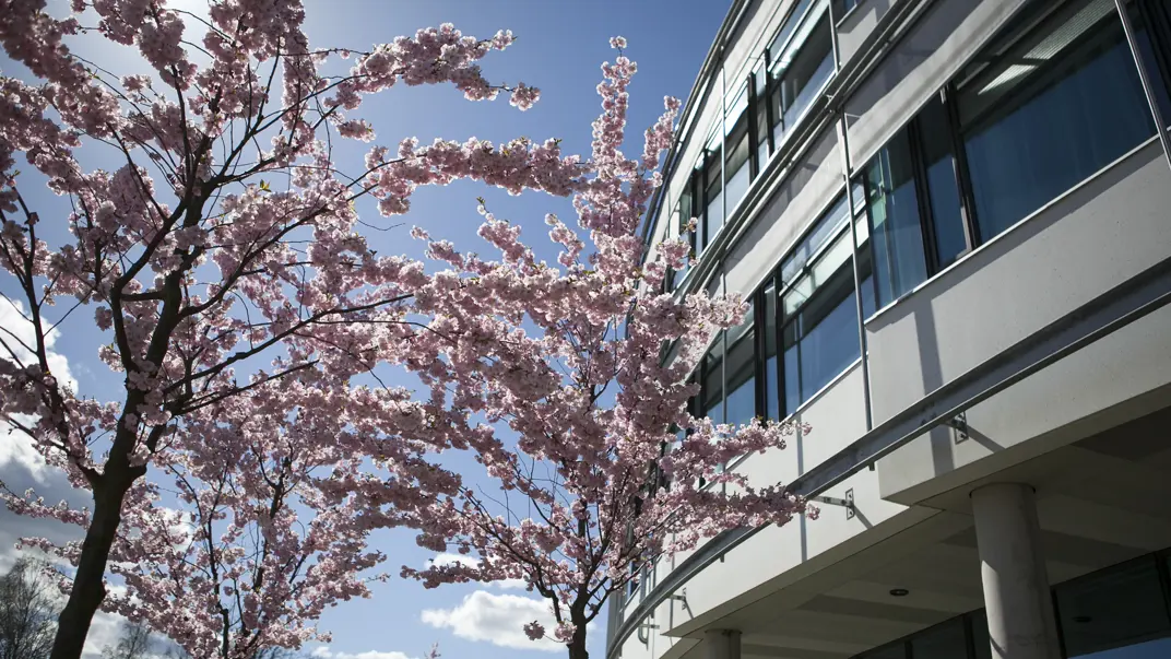Tree with pink flowers infront of a building.