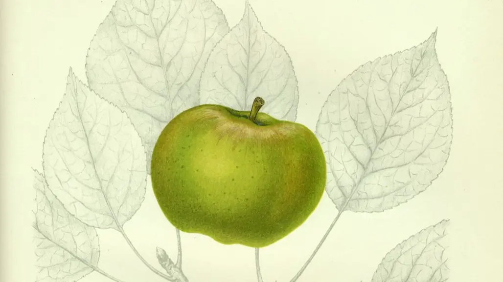 En äldre illustration av äpplet 'Oranie'.