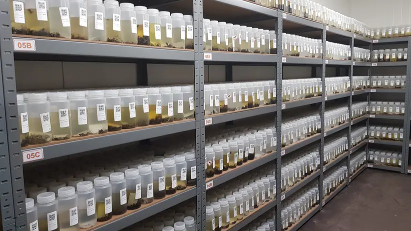 Långa hyllor fyllda med genomskinliga burkar uppmärkta med QR-koder. Foto