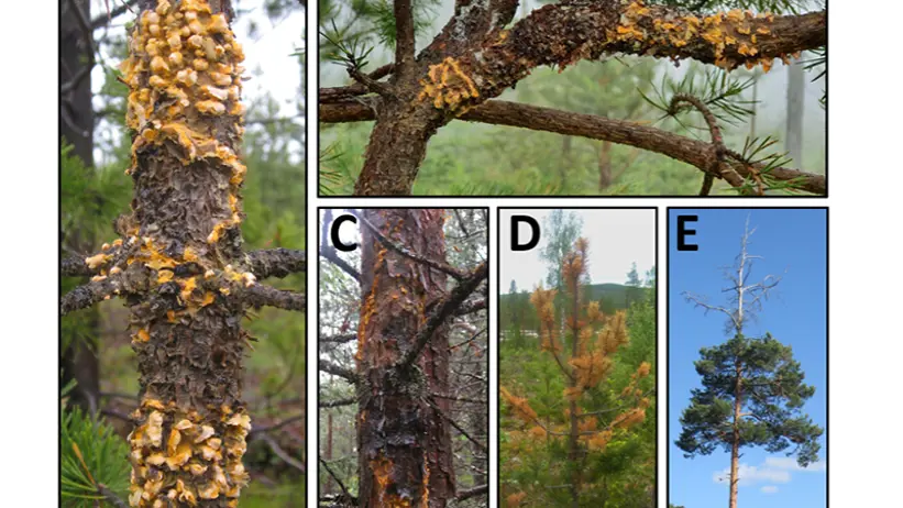 Olika symptom av törskate. Foto.