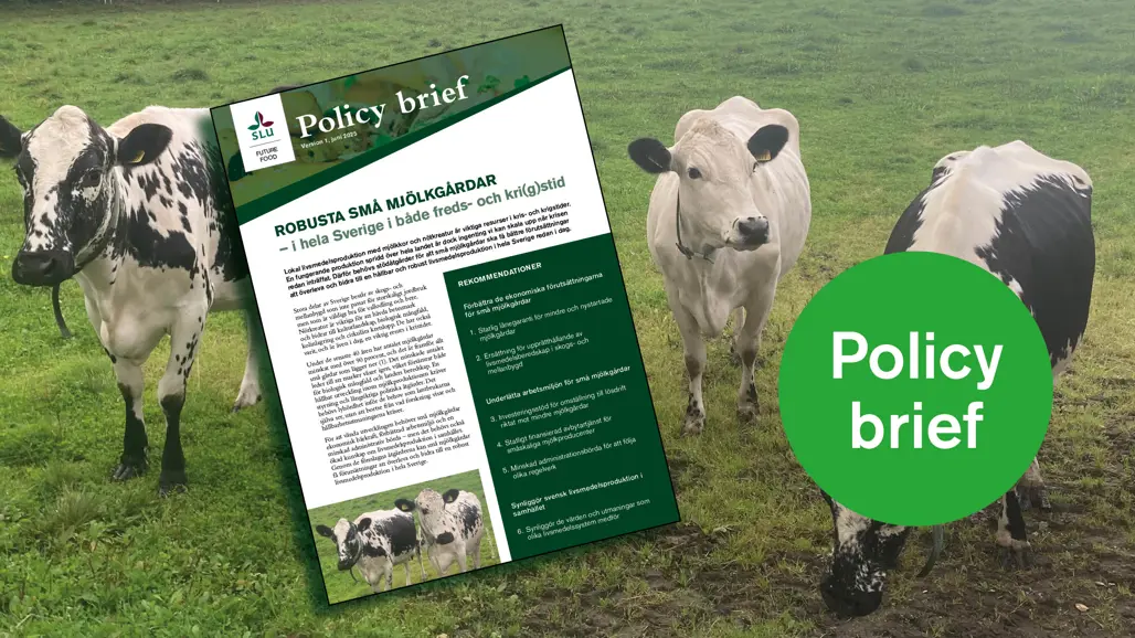 Två svartvita mjölkkor i en grön hage. Foto.