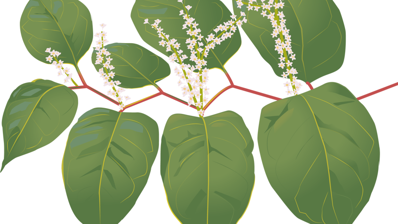 Gren med röd bark och stora blad, små vita blommor. Illustration.